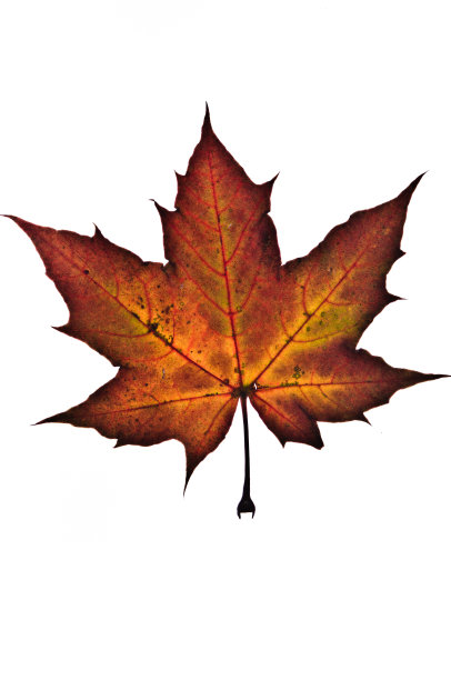 秋天的叶子图片下载