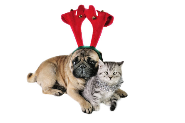 圣诞狗和小猫图片下载
