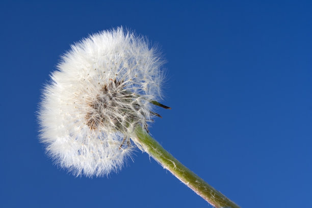 蒲公英与蓝天图片下载