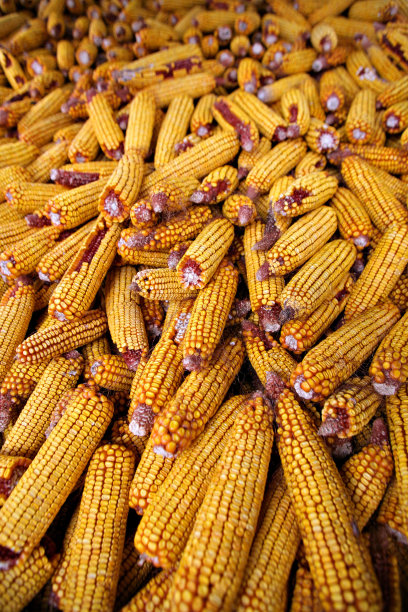 大量的玉米图片下载