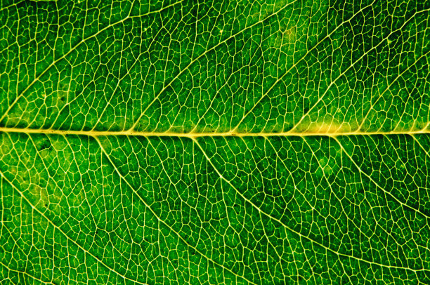 秋天的叶子图片下载