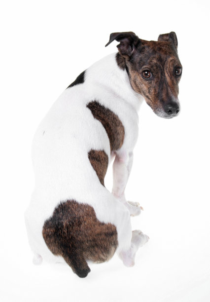 dis幼犬图片下载