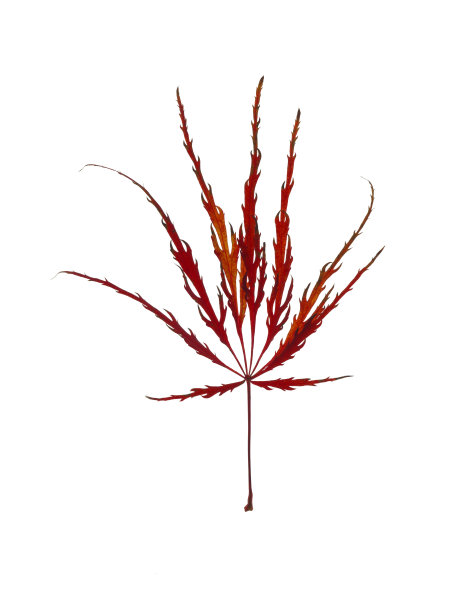 日本的枫叶图片下载