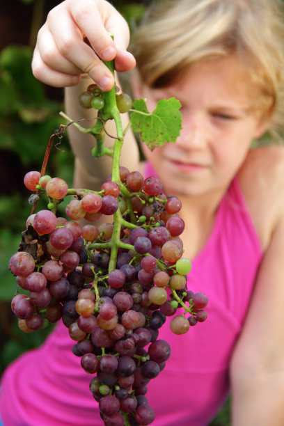 葡萄的女孩图片下载