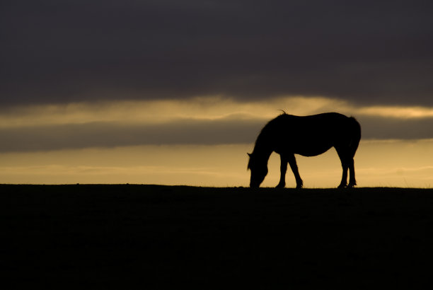 黄昏的新森林图片下载