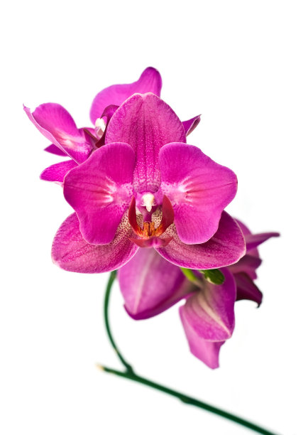 兰花的花图片下载