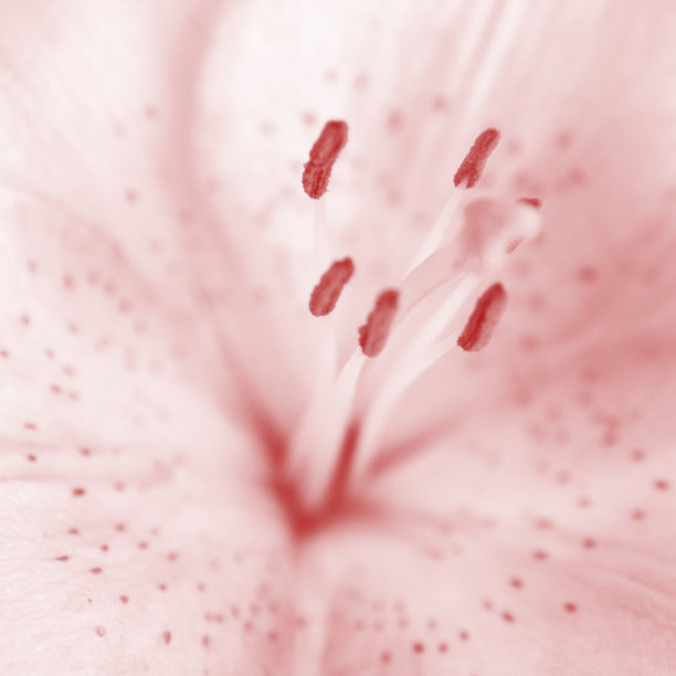 粉色的百合。图片下载