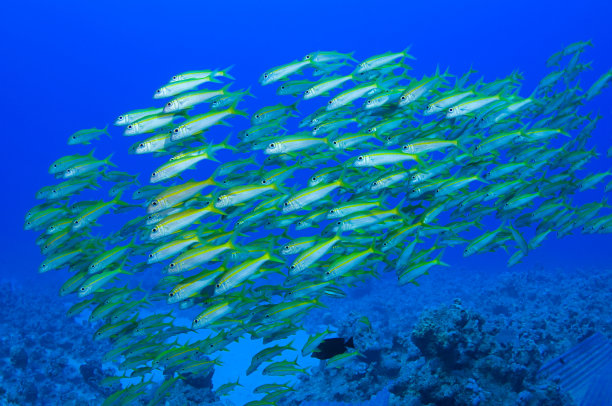 须鲷鱼群图片下载