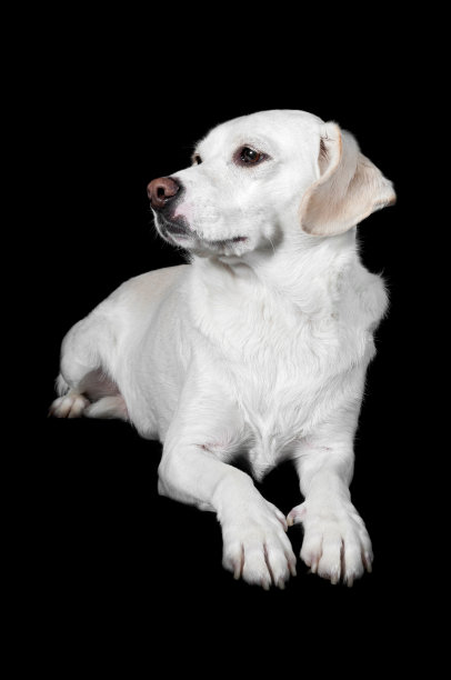 白色混血看向一边图片下载