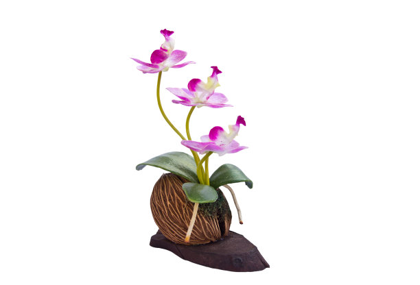 美丽的兰花花朵图片下载