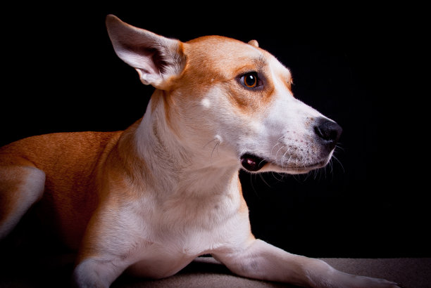 不良的小狗图片下载