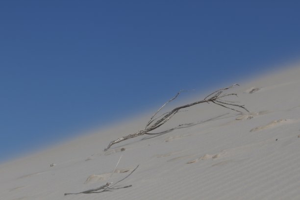 风沙在一个倾斜的沙丘与干燥的棍棒图片下载