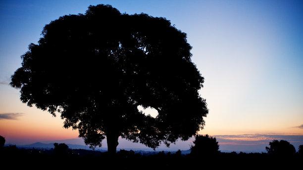 孤独的大树图片下载