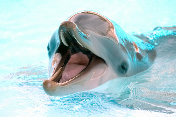 游泳嬉戏的海豚图片下载