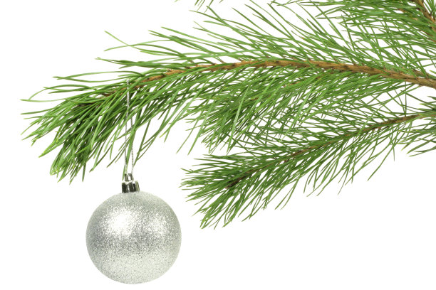 圣诞树枝图片下载