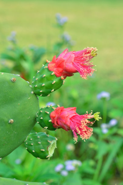 仙人掌图片下载