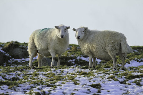 羊在雪图片下载