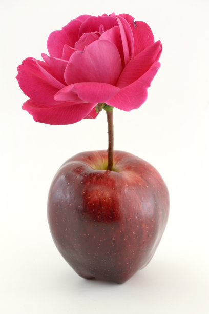 玫瑰和红苹果图片下载
