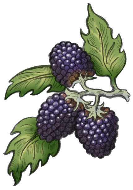 黑莓插图与剪切路径图片下载