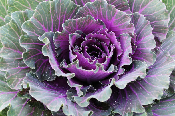 白菜种植图片下载