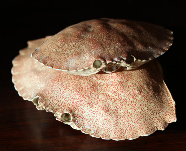 蟹壳堆图片下载