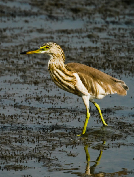 爪哇池塘鹭图片下载