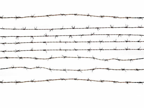白色背景上铁丝网的罗斯图片下载