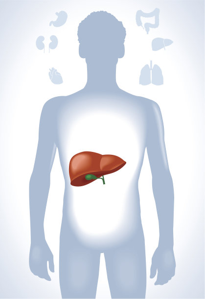 人类的肝脏图片下载