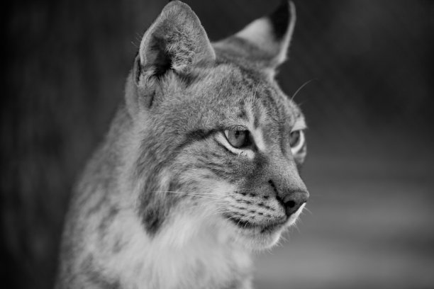 西伯利亚猞猁图片下载