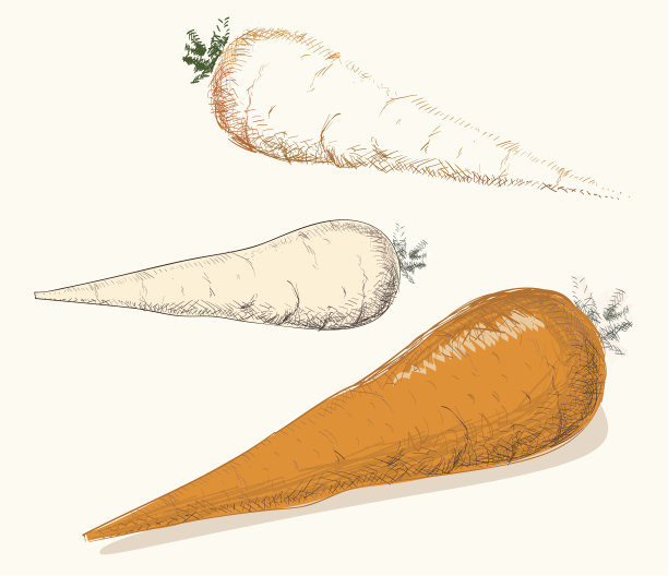 胡萝卜，萝卜和辣根，素描图片下载