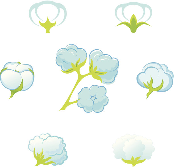 棉(Gossypium)。素材图片