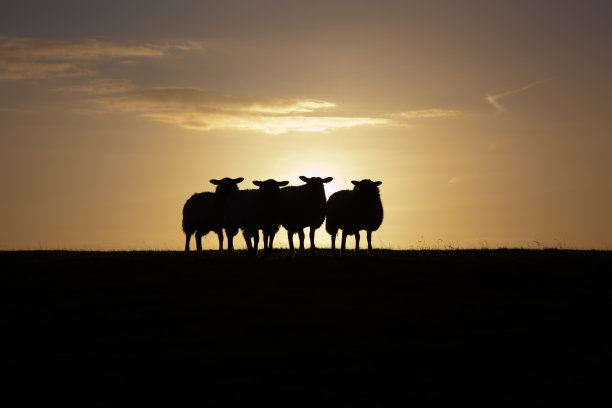 轮廓的绵羊图片下载