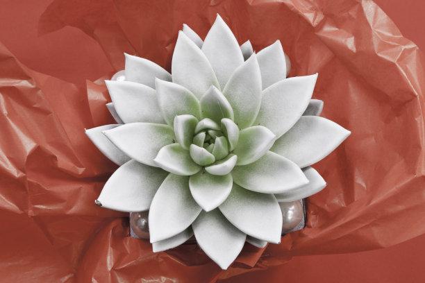 仙人掌图片下载