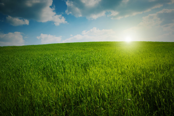 绿色玉米田图片下载