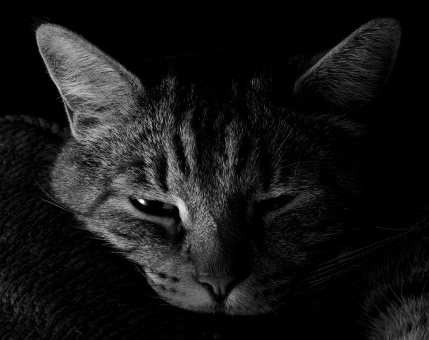 沉睡的猫图片下载