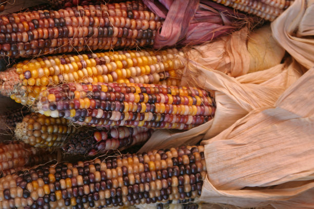 秋季玉米图片下载