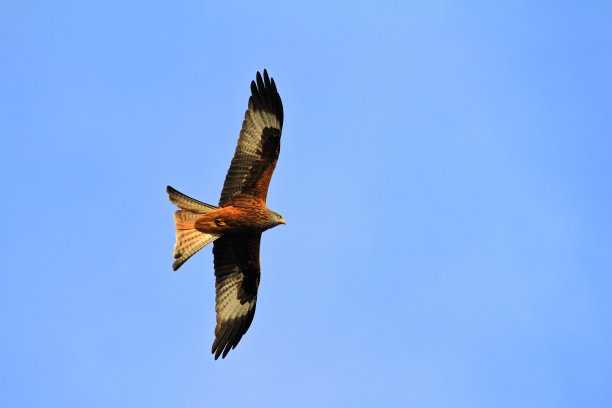 红色的风筝图片下载