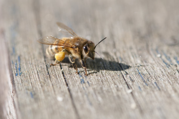 带花粉的蜜蜂停在蜂巢入口图片下载