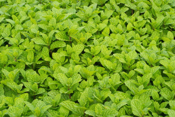 薄荷图片下载