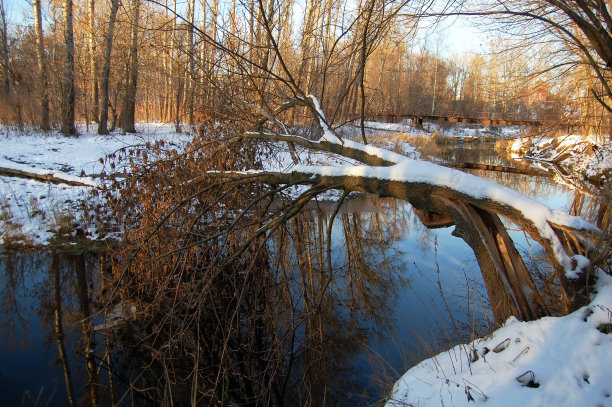 破碎的树图片下载