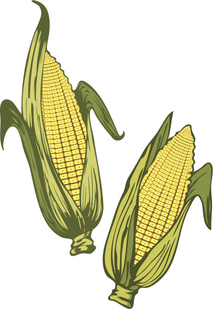 玉米素材图片