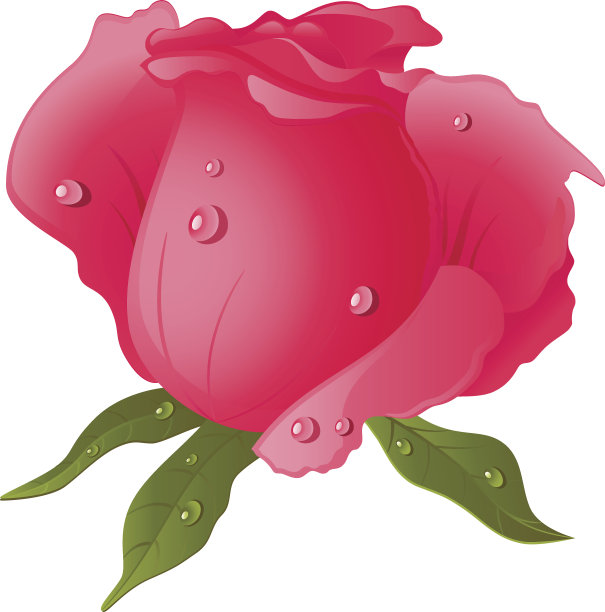 粉色玫瑰图片下载