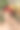 鹦鹉的女孩图片下载