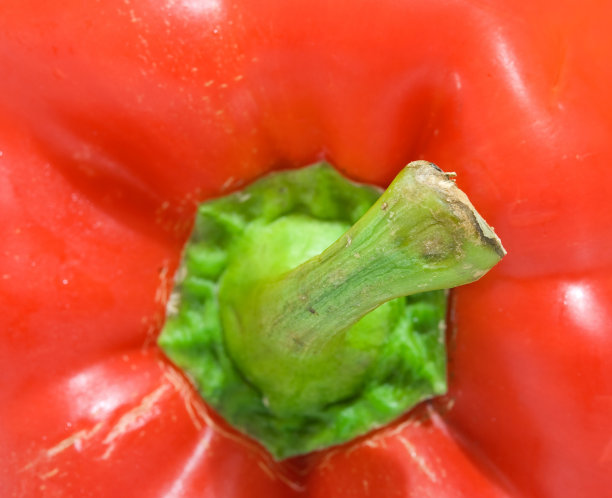 保加利亚胡椒图片下载