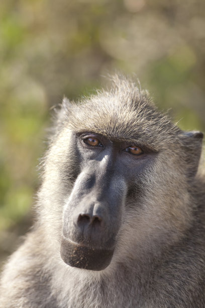 黄狒狒图片下载
