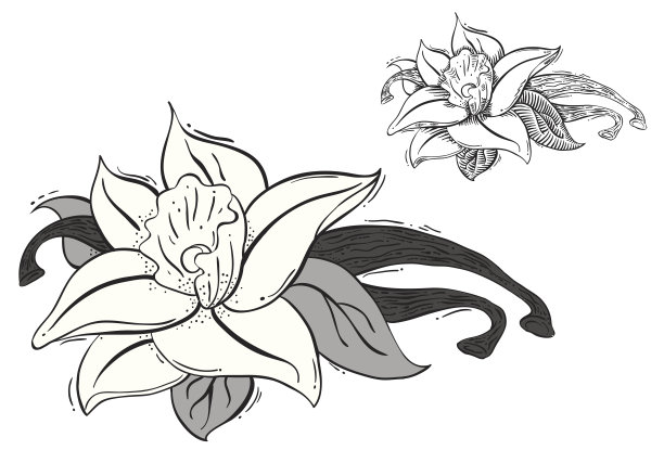 香草花和香料插图图片下载