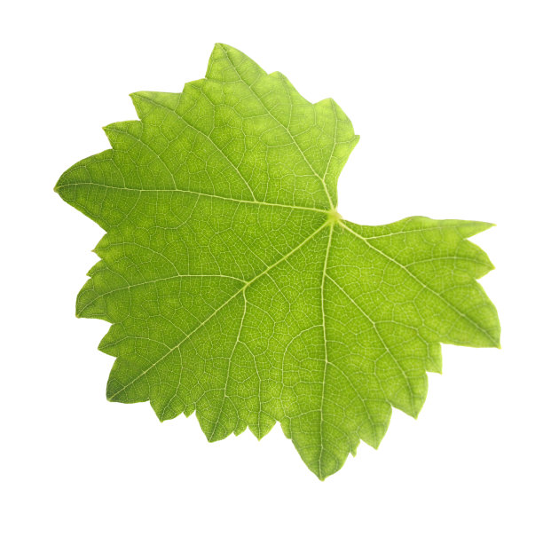 葡萄叶图片下载