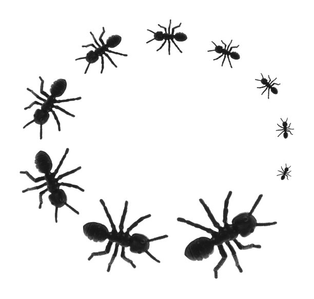 玩具的蚂蚁图片下载