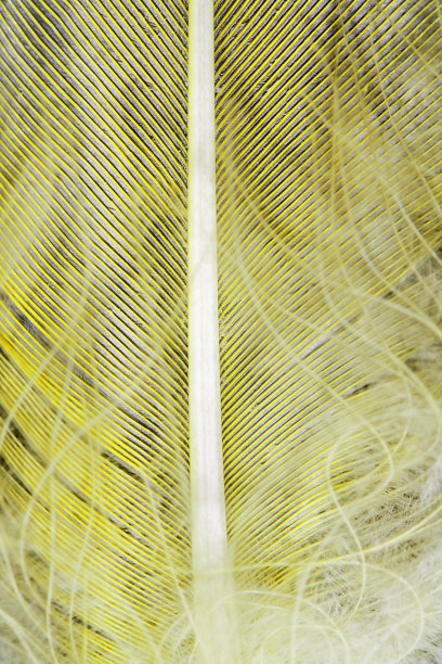 羽毛笔图片下载