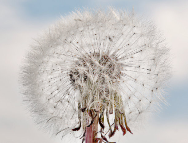 蒲公英图片下载